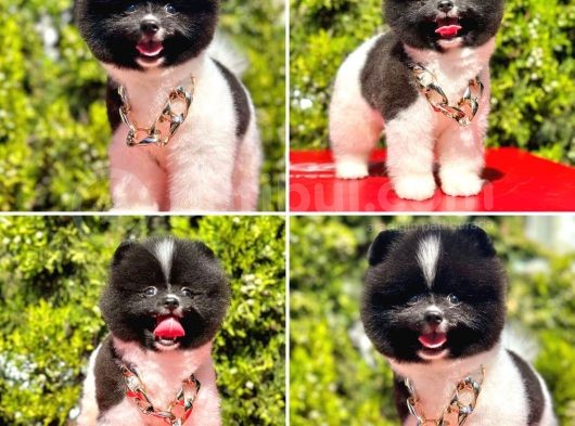 Pomerani̇an Boo Yavrularimiz Gelmi̇şti̇r görsel