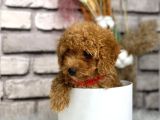Gerçek Toy Poodle Bebeklerim