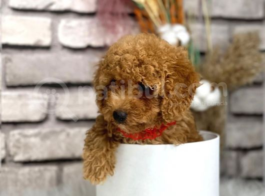 Gerçek Toy Poodle Bebeklerim görsel