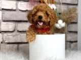 Gerçek toy poodle bebeklerim