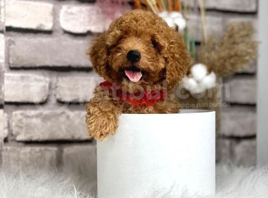 Gerçek Toy Poodle Bebeklerim