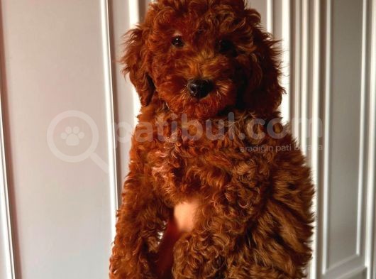 3 Aylık Dişi Redbrown Bebeğim görsel