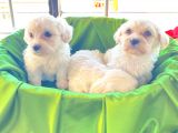 Maltipoo Yavrularımız