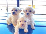 Ev Doğumu Maltipoo Yavrularımız