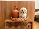 Topa Gibi Maltipoo Bebekler