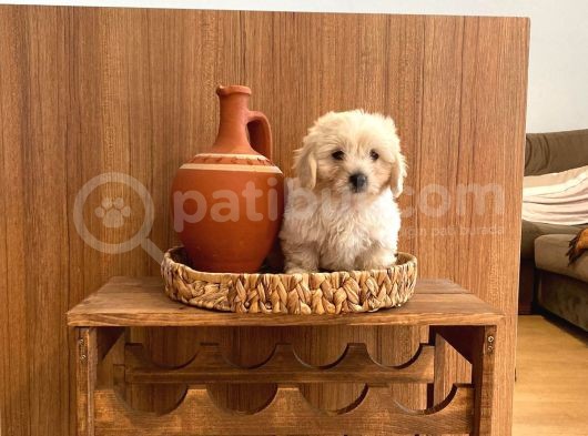Topa Gibi Maltipoo Bebekler görsel