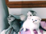 Mavi gözlü scottish fold muhteşem güzellik Acill