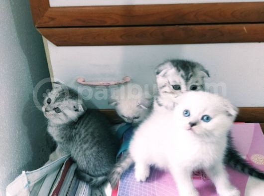 Mavi Gözlü Scottish Fold Muhteşem Güzellik Acill
