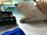 Scottish Fold Bluo Point Erkek Dişi Mevcut 