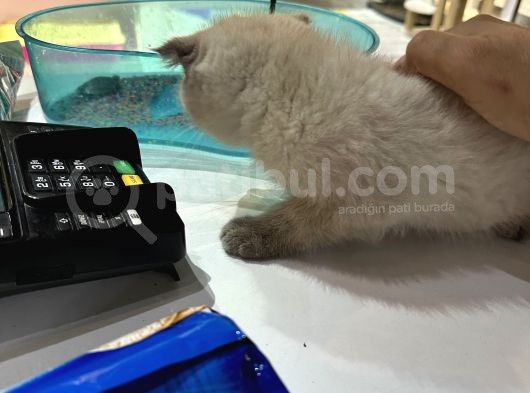 Scottish Fold Bluo Point Erkek Dişi Mevcut  görsel