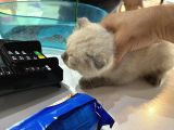 Scottish Fold Bluo Point Erkek Dişi Mevcut 