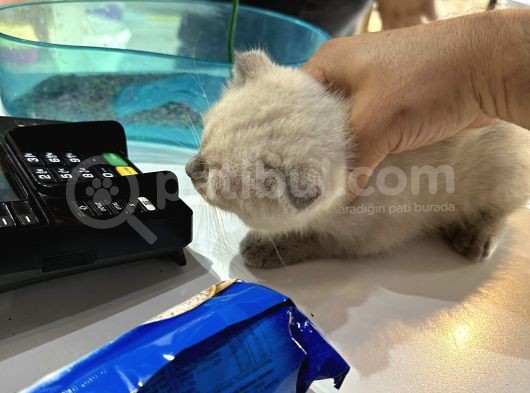 Scottish Fold Bluo Point Erkek Dişi Mevcut  görsel