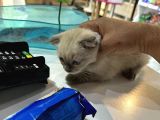 Scottish Fold Bluo Point Erkek Dişi Mevcut 