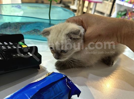 Scottish Fold Bluo Point Erkek Dişi Mevcut  görsel