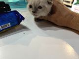 Scottish Fold Bluo Point Erkek Dişi Mevcut 
