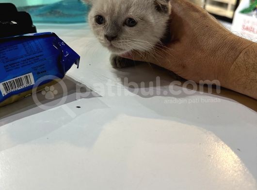 Scottish Fold Bluo Point Erkek Dişi Mevcut  görsel