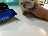 Scottish fold bluo point erkek dişi mevcut 