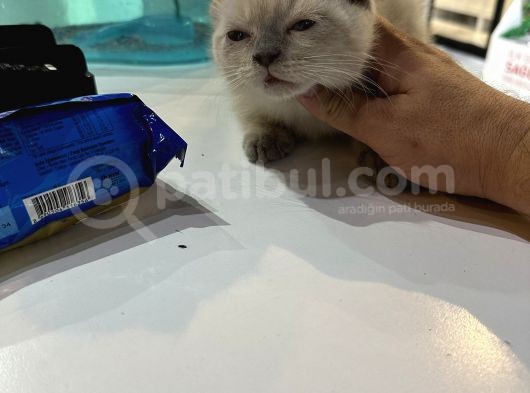 Scottish Fold Bluo Point Erkek Dişi Mevcut 
