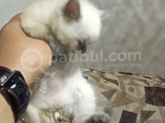 Kedileirmiz Erkek Dişi Mevcut  görsel