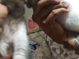 Kedileirmiz Erkek Dişi Mevcut 