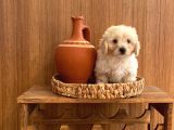 topa gibi maltipoo bebekler
