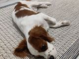 King Charles Cavalier