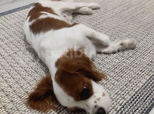King Charles Cavalier görsel