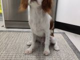 King Charles Cavalier