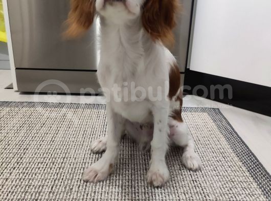 King Charles Cavalier