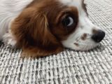 King Charles Cavalier
