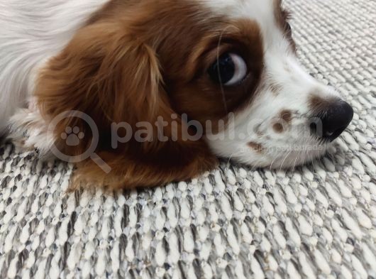 King Charles Cavalier görsel