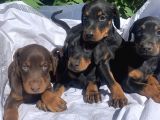 Şampiyon Soydan Doberman Yavrular