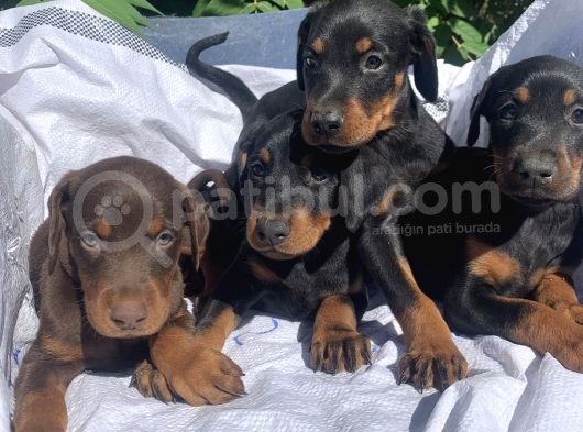 Şampiyon Soydan Doberman Yavrular görsel