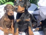 Şampiyon soydan doberman yavrular