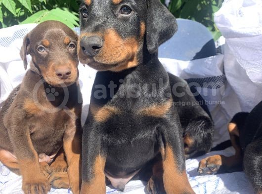 Şampiyon Soydan Doberman Yavrular