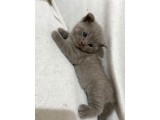 Safkan Di̇şi̇ Scotishler Sahi̇plendi̇rme Di̇ği̇ldi̇r 