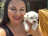 Pamuk Gibi Maltese Yavrularım