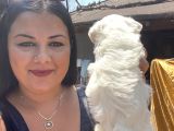 Pamuk Gibi Maltese Yavrularım