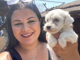 Pamuk Gibi Maltese Yavrularım