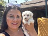 Pamuk Gibi Maltese Yavrularım