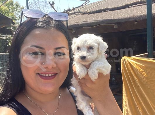 Pamuk Gibi Maltese Yavrularım görsel