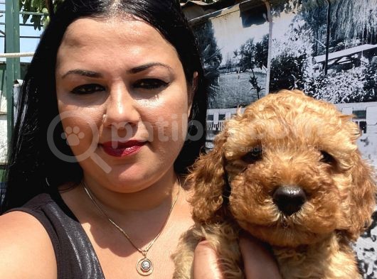 Safkan Toypoodle Yavrular görsel