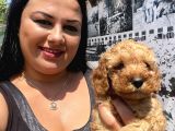 Safkan toypoodle yavrular