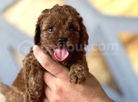 Toy Poodle Red Bebekler görsel
