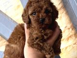 TOY POODLE RED bEBEKLER