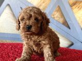Toy Poodle Redbrown