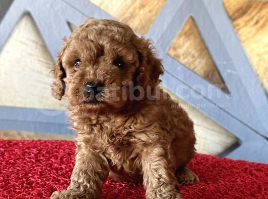 Toy Poodle Redbrown görsel