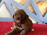 Toy Poodle Redbrown