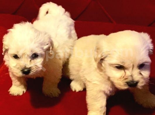 Minik Maltipoo Bebeklerimiz