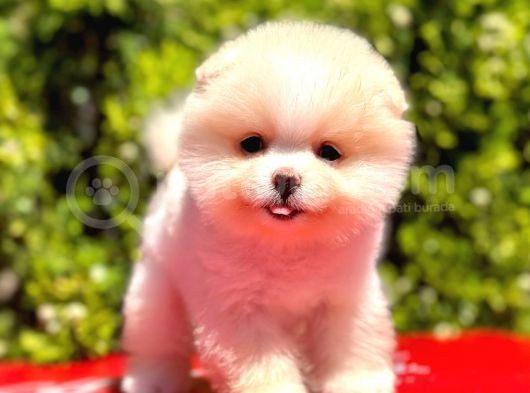Teddy Bear görsel